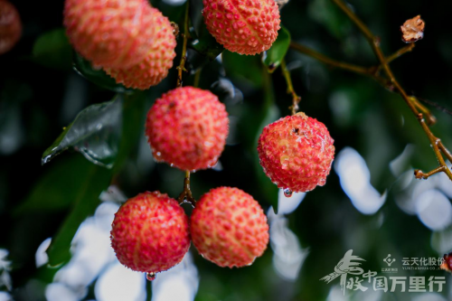 荔韵茶香飘南粤 智绘丰景展新篇   2025“丰收中国万里行”大型宣推活动走进广东