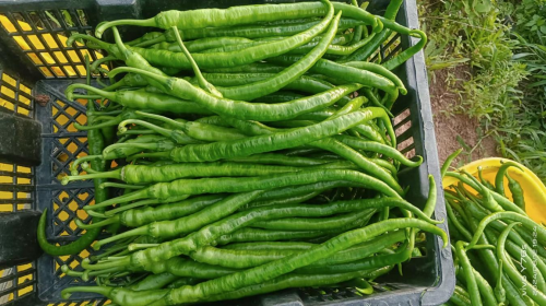 元谋县羊街镇：辣椒喜获丰收 产销两旺绘就乡村振兴新图景