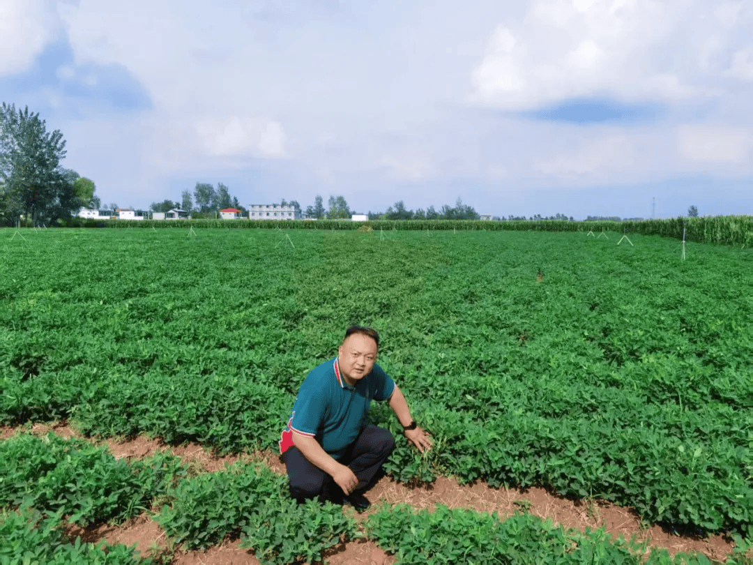 乡合：高油酸花生“链”动增收新图景，亩产效益跃升近千元！