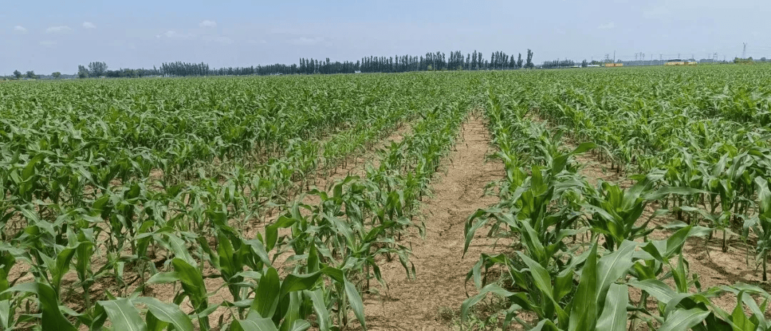 小农户拥抱新技术：乡合农服社会化服务破解“谁来种地”难题